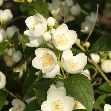 Philadelphus coronarius Godzisz - Boerenjasmijn