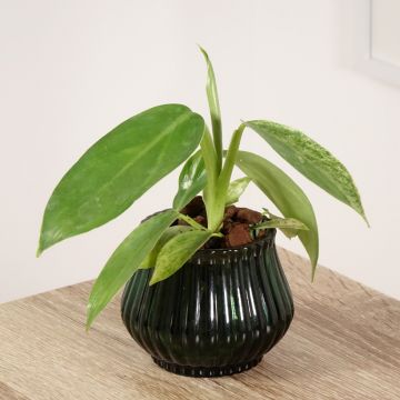 Philodendron Jose Buono