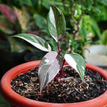 Philodendron Red Anderson