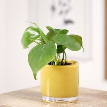 Philodendron hederaceum - Hartbladige philodendron