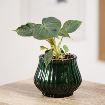 Philodendron verrucosum