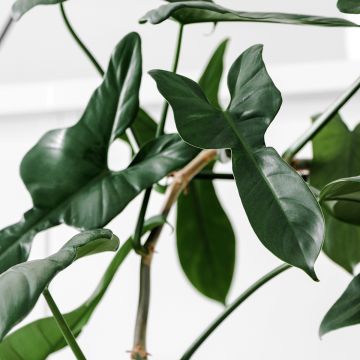 Philodendron longilobatum