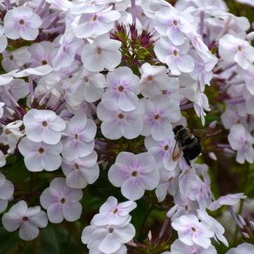Phlox Fashionably Early Crystal - Vlambloem