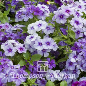 Phlox drummondii Moody Blues (zaad) - Eenjarige vlambloem