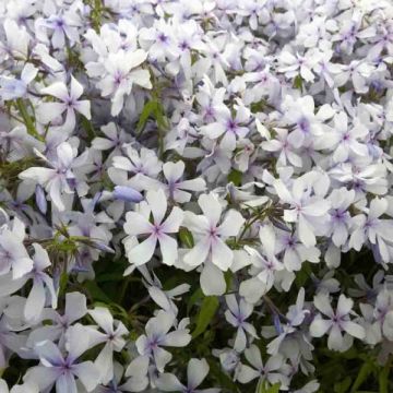 Phlox divaricata Dirigo Ice - Voorjaarsvlambloem