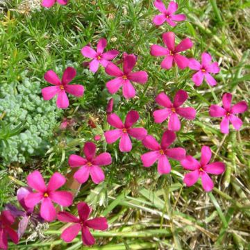 Phlox douglasii Ochsenblut - Kruipende vlambloem