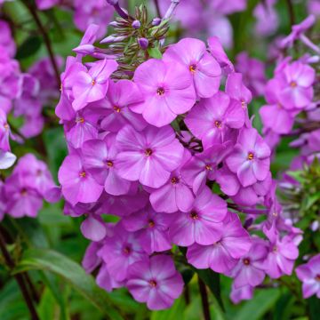 Phlox maculata Alpha - Vlambloem