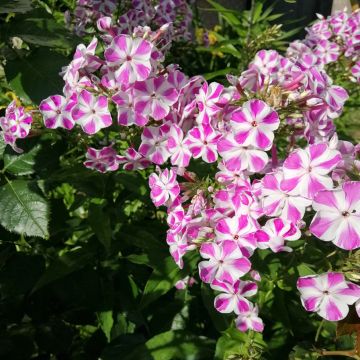 Phlox maculata Natasha - Vlambloem