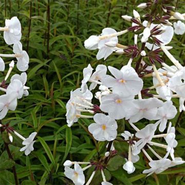 Phlox maculata Omega - Vlambloem