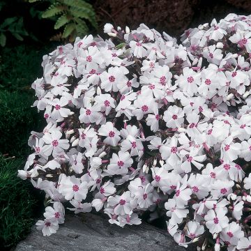Phlox subulata Amazing Grace - Kruipende vlambloem