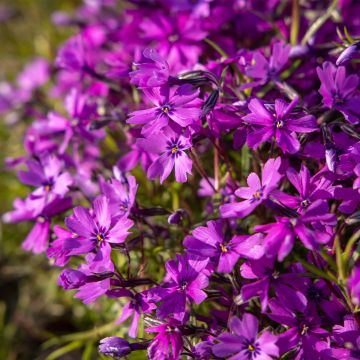 Phlox subulata Atropurpurea - Kruipende vlambloem