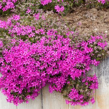 Phlox subulata Scarlet Flame - Kruipende vlambloem