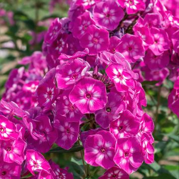 Phlox paniculata Bambini Sweet Tart - Vlambloem
