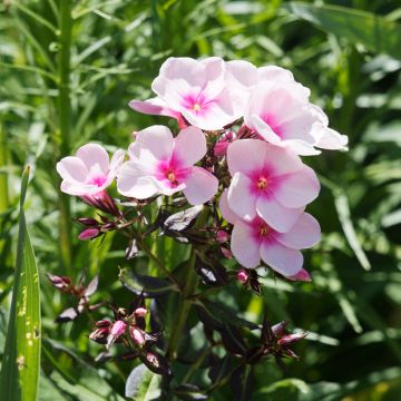 Phlox paniculata Bright Eyes - Vlambloem