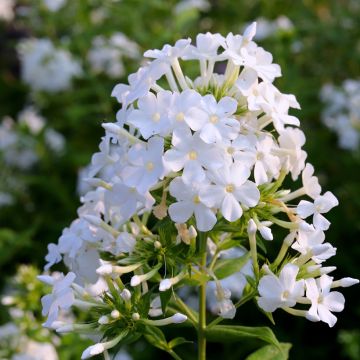 Phlox paniculata David - Vlambloem