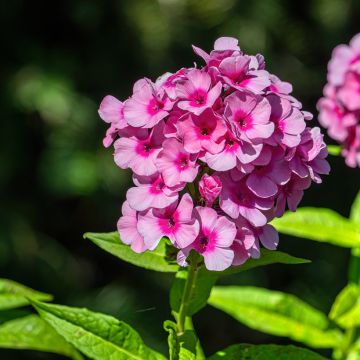 Phlox paniculata Eva Cullum - Vlambloem