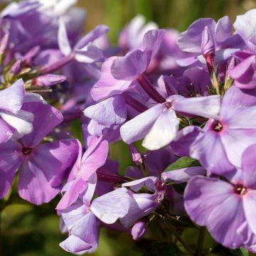 Phlox paniculata Famous Light Pink - Vlambloem