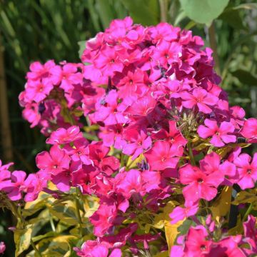 Phlox paniculata Goldmine - Vlambloem