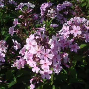Phlox paniculata Lichtspel - Vlambloem
