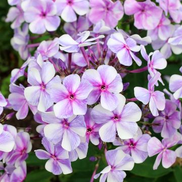 Phlox paniculata Neon Flare Blue - Vlambloem