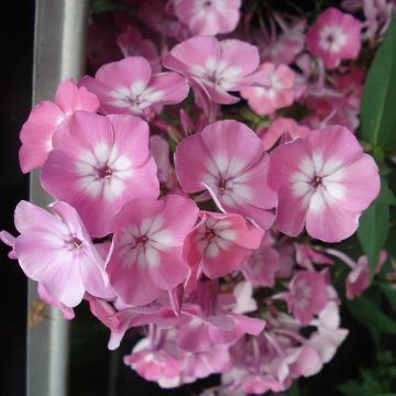 Phlox paniculata Pink Eye Flame - Vlambloem