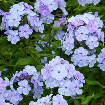 Phlox paniculata Younique Old Blue - Vlambloem
