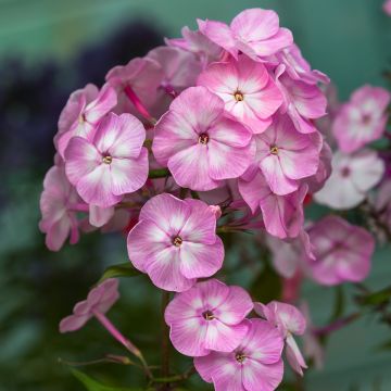 Phlox paniculata Younique Old Pink - Vlambloem