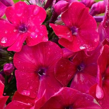 Phlox paniculata Younique Rood - Vlambloem