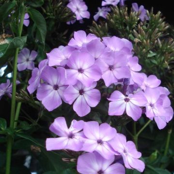 Phlox paniculata Violet Flame - Vlambloem