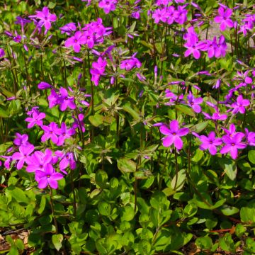 Phlox stolonifera Purpurea - Kruipvlambloem