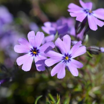 Phlox subulata Purple Beauty - Kruipende vlambloem