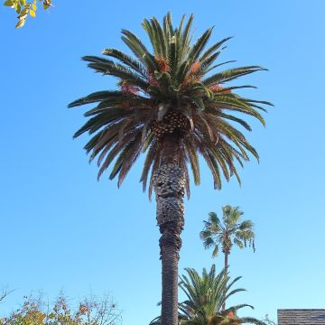 Phoenix andamanensis - Andaman dadelpalm