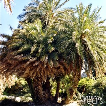 Phoenix theophrasti - Kretenzische dadelpalm