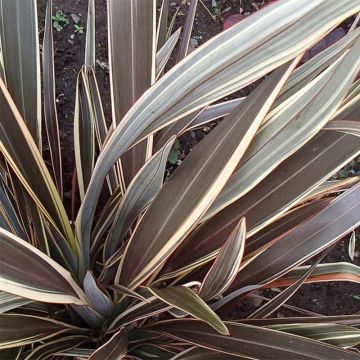 Phormium Alison Blackman - Nieuw-Zeelands vlas