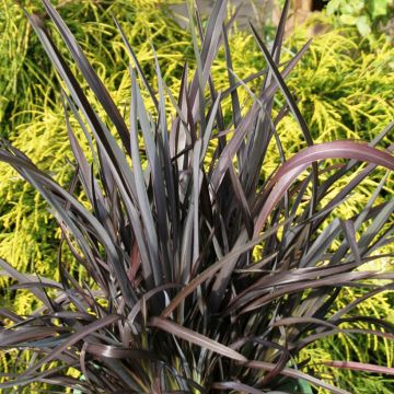 Phormium tenax Black Velvet - Nieuw-Zeelands vlas