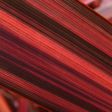 Phormium Margaret Jones - Nieuw-Zeelands vlas