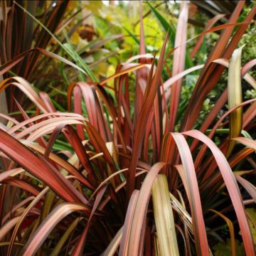Phormium Pink Panther - Nieuw-Zeelands vlas