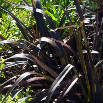 Phormium Platts Black - Nieuw-Zeelands vlas