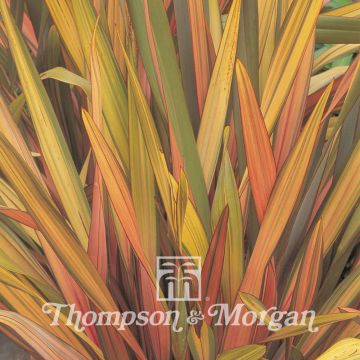 Phormium tenax Rainbow Striped Hybrids (zaad) - Nieuw-Zeelands vlas