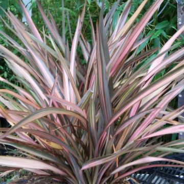 Phormium Rainbow Sunrise - Nieuw-Zeelands vlas
