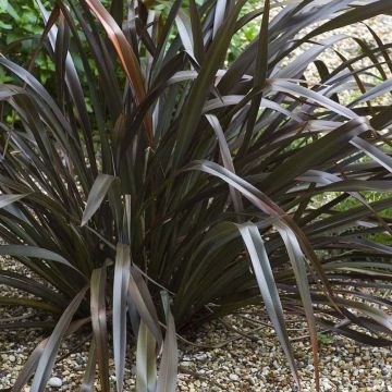 Phormium cookianum Black Adder - Nieuw-Zeelands vlas