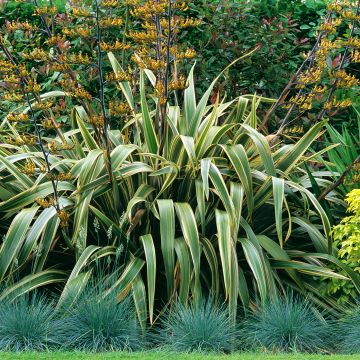 Phormium tenax Variegatum - Nieuw-Zeelands vlas