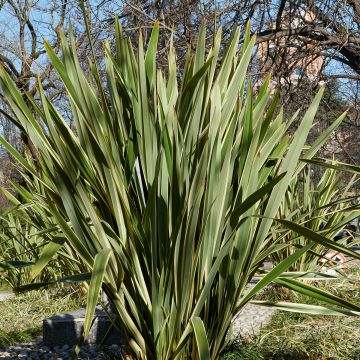 Phormium tenax (zaad) - Nieuw-Zeelands vlas