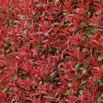 Photinia fraseri Carré Rouge - Glansmispel