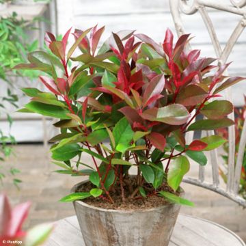 Photinia fraseri Red Light - Glansmispel