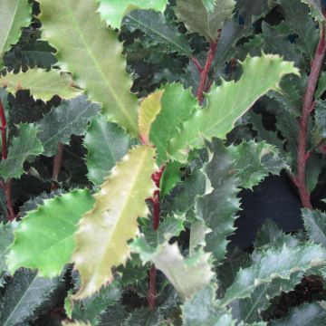 Photinia serratifolia Crunchy - Glansmispel