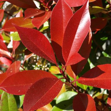 Photinia fraseri Dynamo Red - Glansmispel