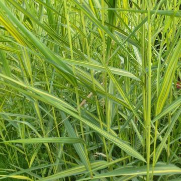 Phragmites australis Variegatus - Riet