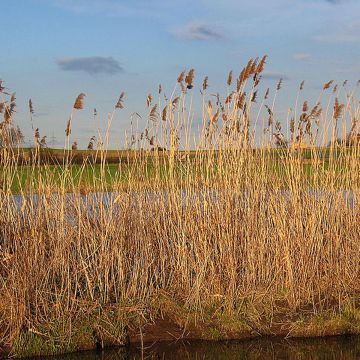 Phragmites australis - Riet