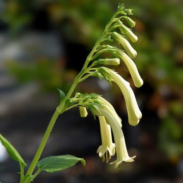 Phygelius aequalis Yellow Trumpet - Kaapse fuchsia